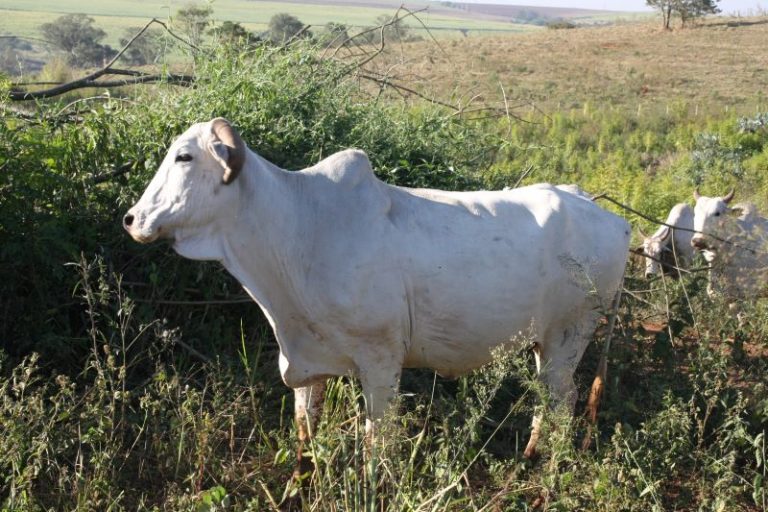 Gado-Paulo Soares-ESALQ ACOM