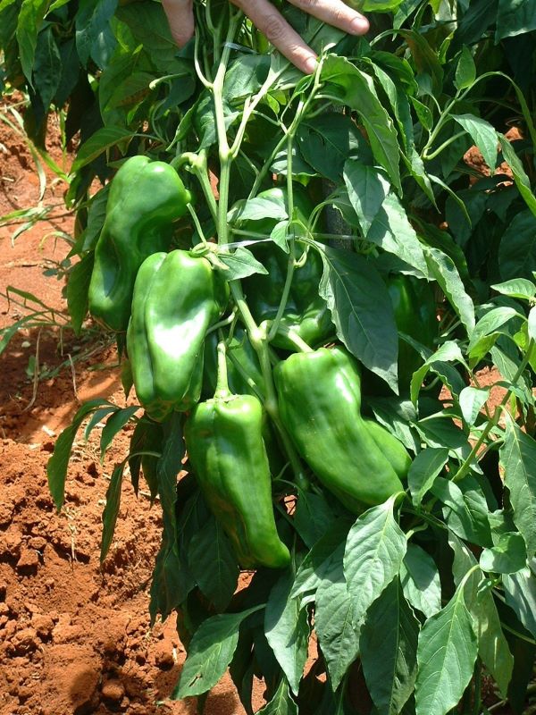 Pimentao Priscila – Foto ArtCom Assessoria de Comunic