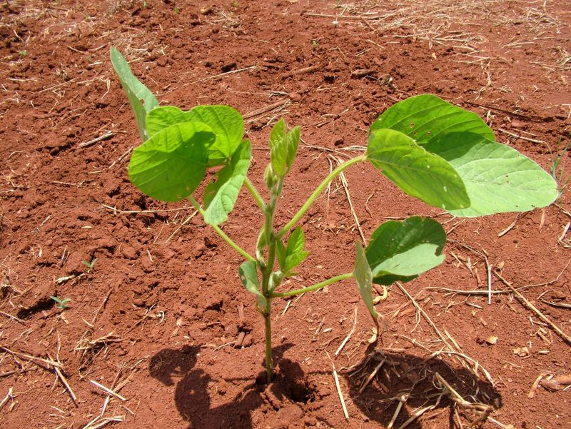 Planta em crescimento- Imprensa Fundacao Mato Grosso