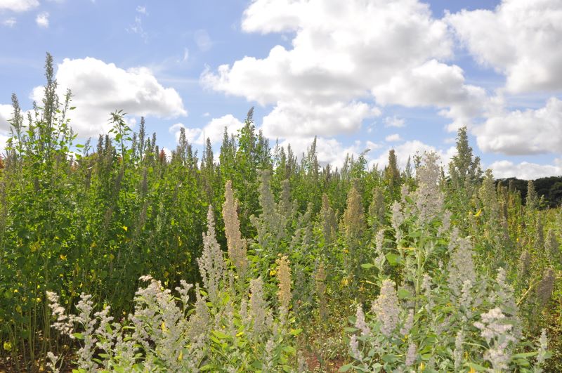 Quinoa-Rapahel Melo-Embrapa Cerrados