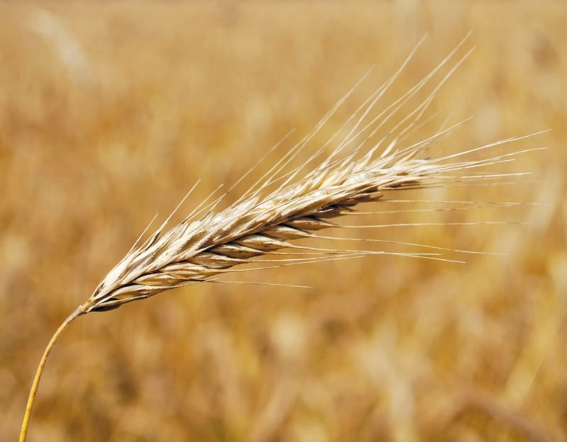 Trigo-Agroneg Biotec