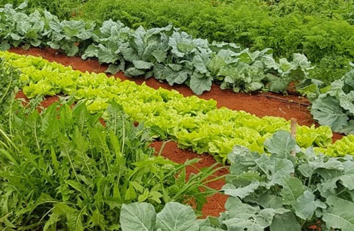 hortaliças_embrapa1