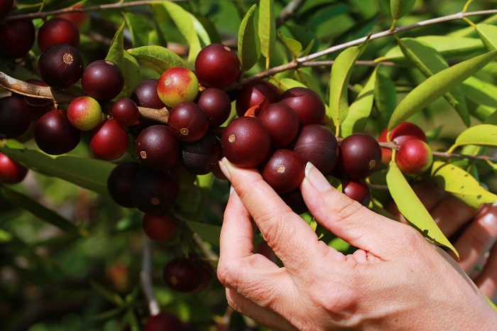 7 – IMG_006_Came-camu – Foto Walnice Nascimento_editado