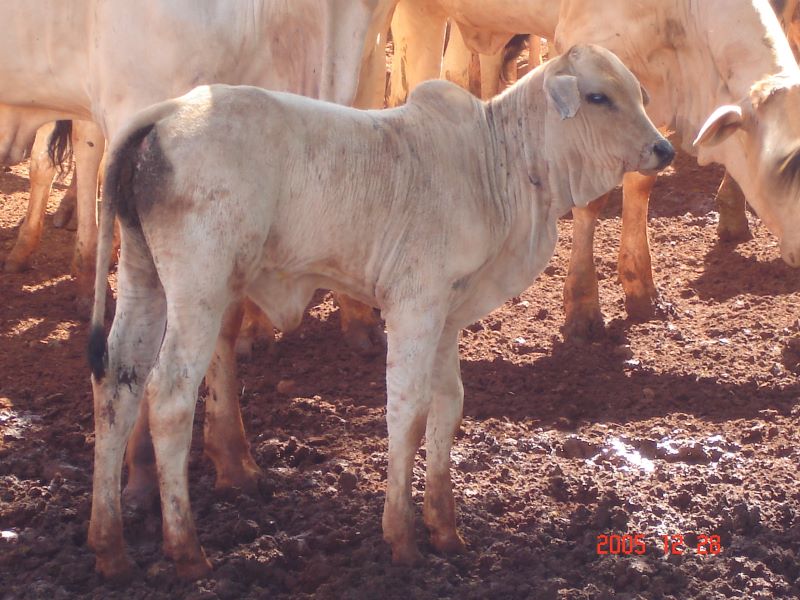 Bezerro-OurofinoAgronegocio