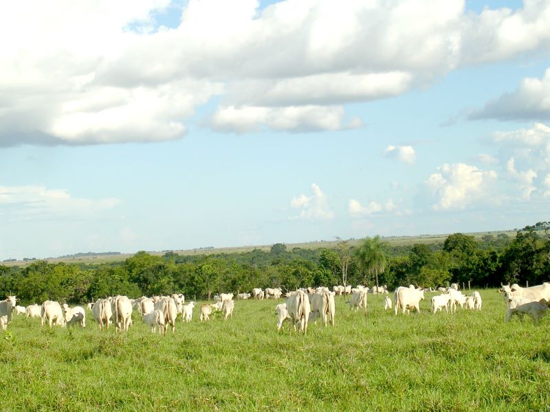 Rebanho nelore da Embrapa Gado de Corte-Luiz O. C. Silva