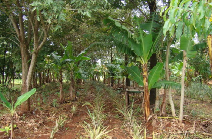 SAF_por SilviaZocheBorges