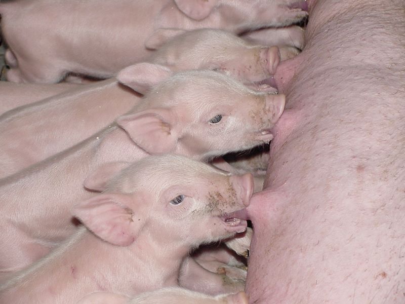 Suinos- leitoes mamando-Divulgacao