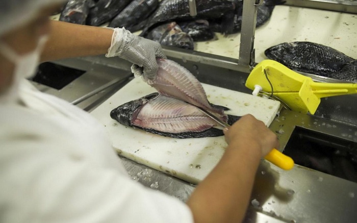 tilapia_PeixeBr