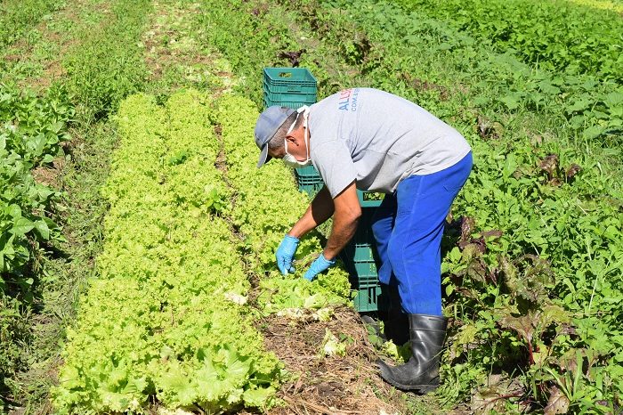 trabalhador rural_embrapa