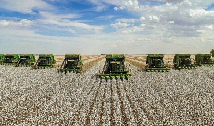Algodão_768x400