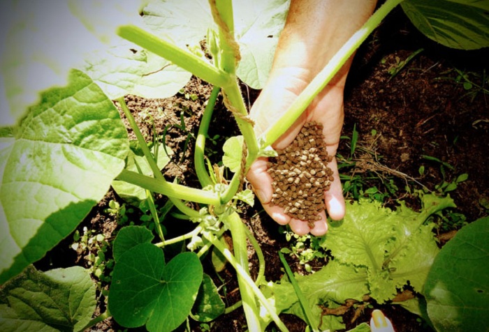 Crédito_Ana Lúcia Ferreira_Embrapa1