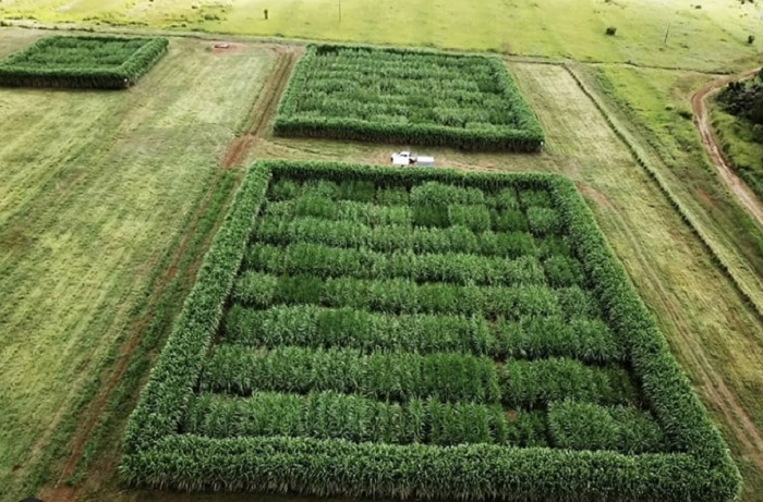 canaflex1I_Hugo Molinari