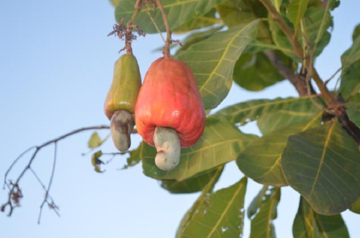 3 – IMG_002_Caju_Ricardo Moura