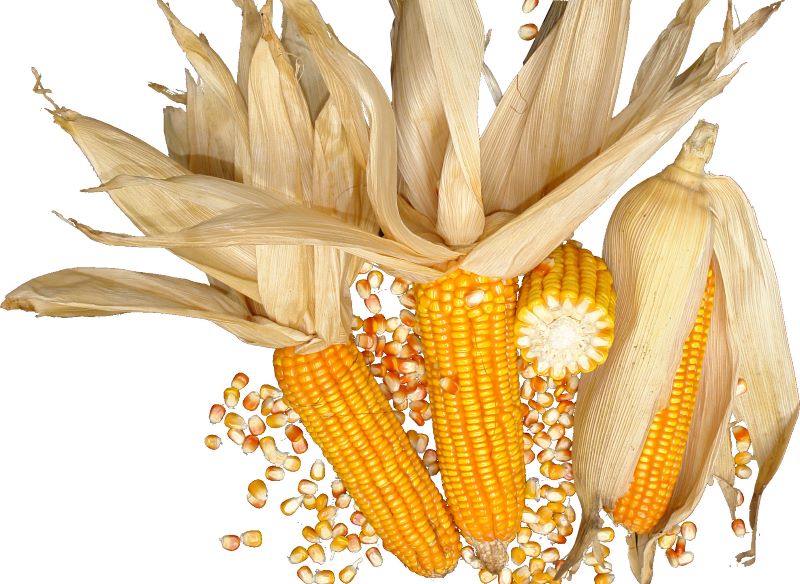 Box 2-milho_olimpio_filho