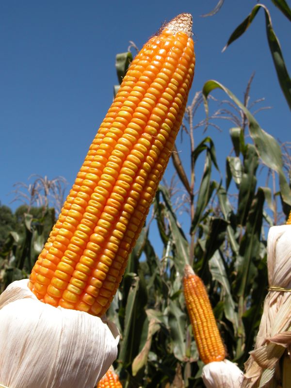 Milho-Foto Paulo Kurtz-Embrapa Trigo