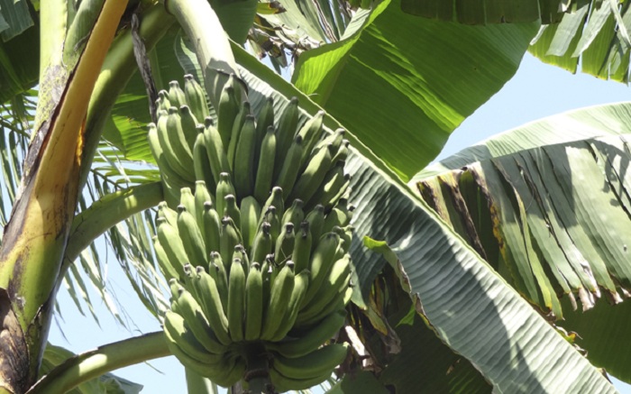 bananal orgânico_embrapa