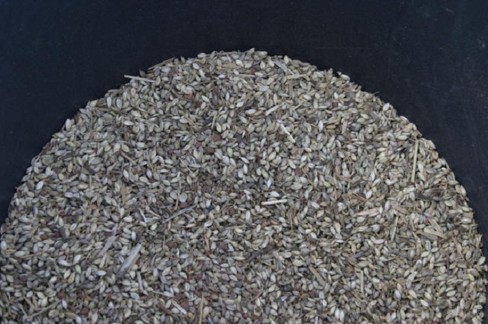 forrageiras_embrapa1