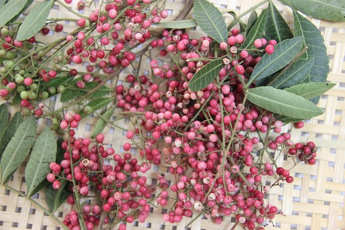 pimenta rosa embrapa