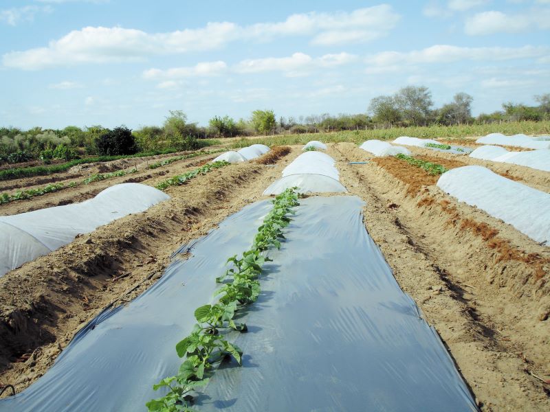 visao geral da area de testes com melao-Embrapa Semi-Arido