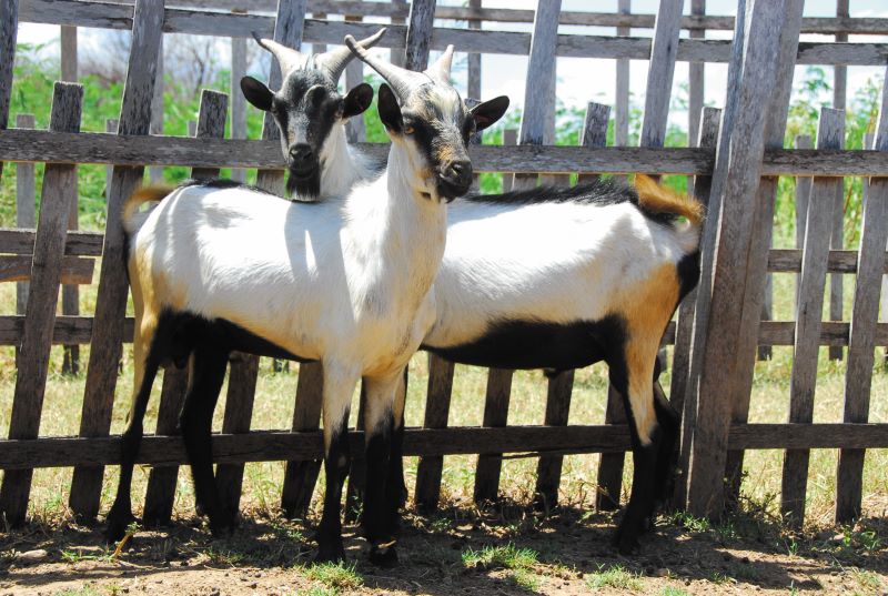 01-Artigo Biocombustivel