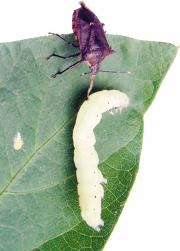 01- Predador Pseudoplusia(CPAO)