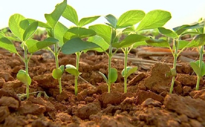 Adubao_Soja_CI_orgânicos