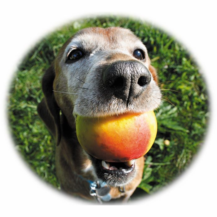 Animais de estimacao