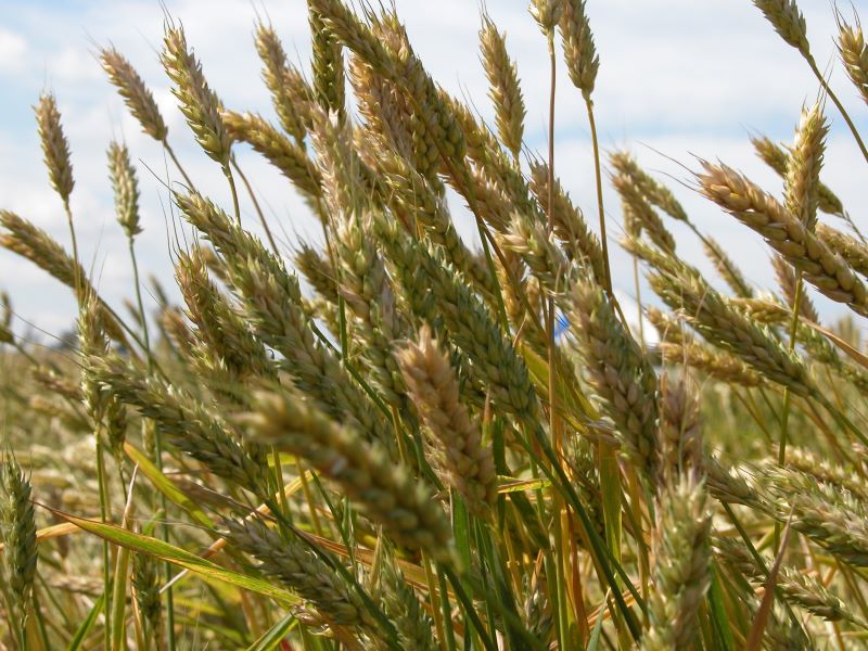 BRS Umbu (Paulo Kurtz)