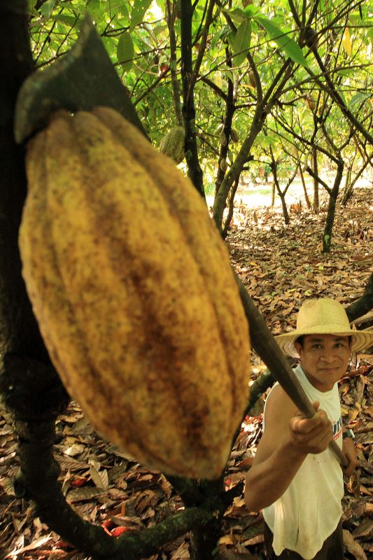 Cacau Tome-acu