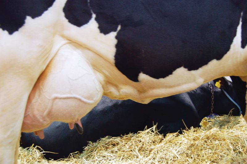 Foto Abertura-artigo Manejo