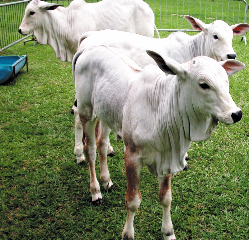 Foto Box- Cristina Baran