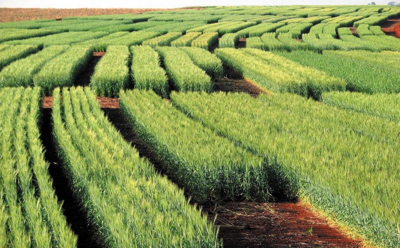 Manoel Bassoi-Embrapa Soja