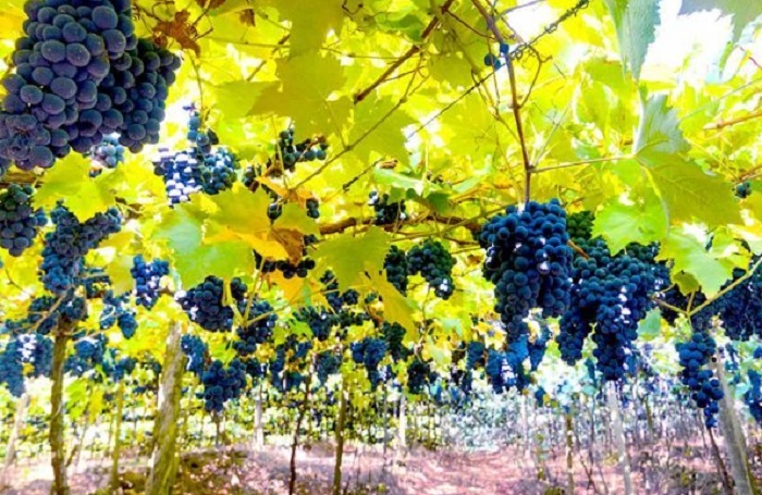 agrointel_shutterstock