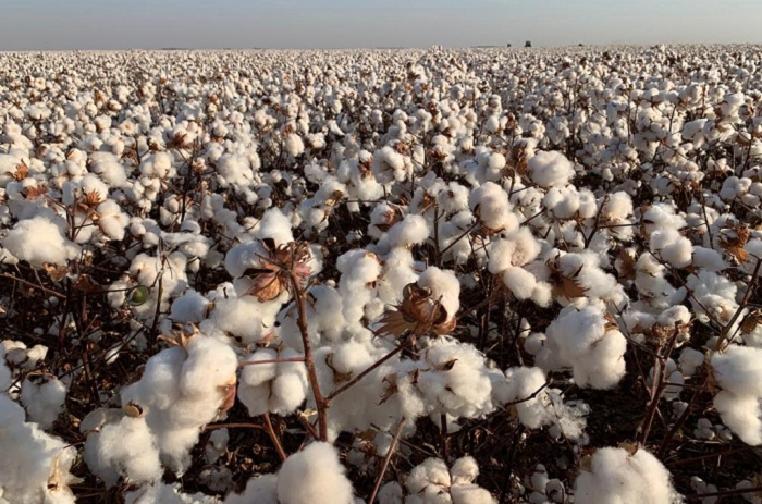 3 – Vista area de algodao 2019_por_Fernando_Lamas