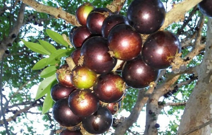 4 – IMG_004_Foto Marcos Cobari_editado