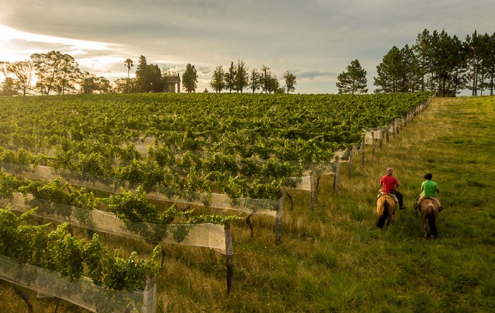 A Indicação Geográfica foi concedida na modalidade Indicação de Procedência (IP), cuja obtenção contou com apoio da pesquisa científica _Foto_Dandy Marchetti