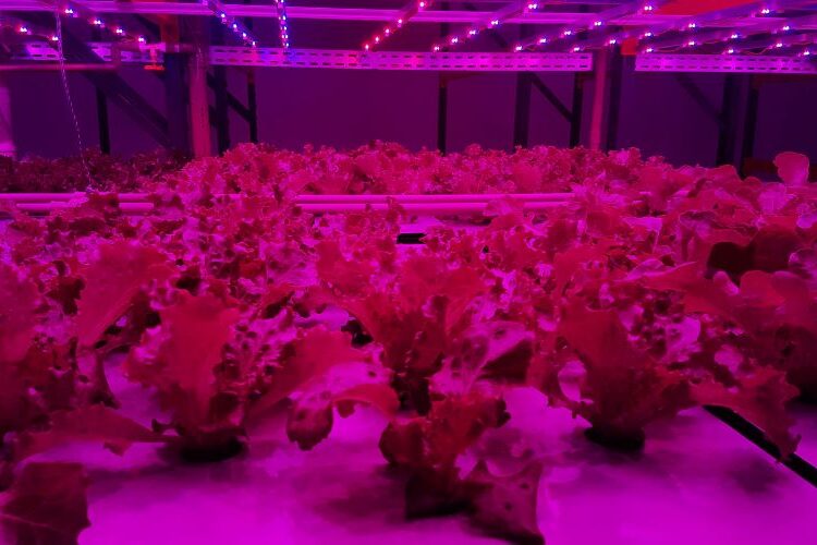 ALFACES-Foto Pink Farms