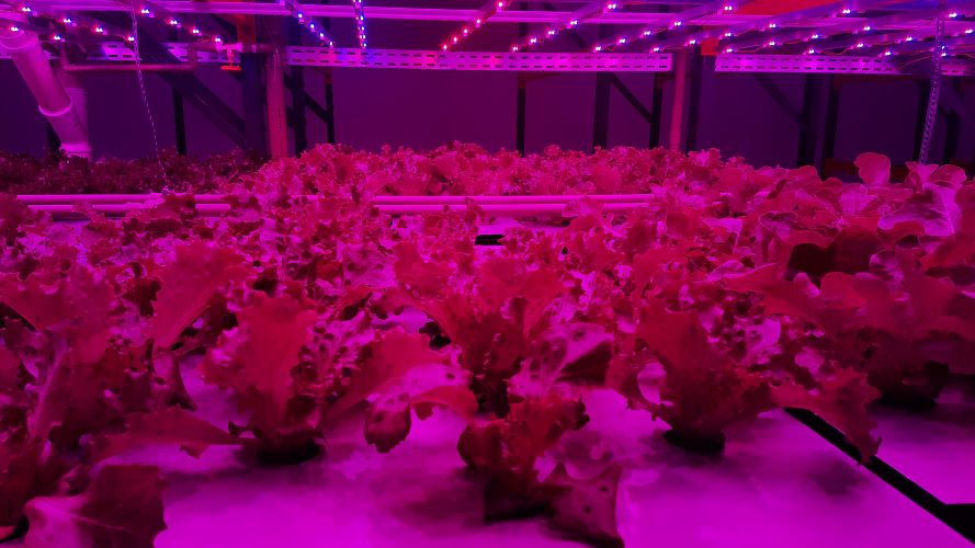 ALFACES-Foto Pink Farms