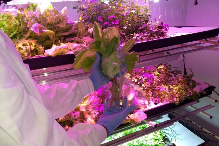 Folhosa recem-colhida e produzida em fazenda vertical foto Italo Guedes