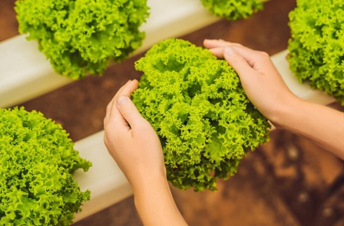 Imagem Agricultura Familiar – a importância da gestão nas propriedades rurais