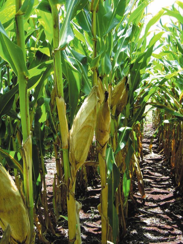 Milho BRS 1002-Foto Mauro Teixeira