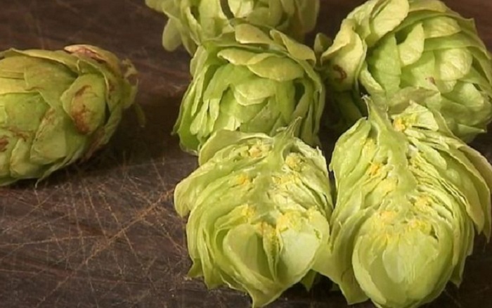 O lúpulo é uma cultura que vem se expandindo em função da popularização das cervejas artesanais, que usa lúpulo na preparação