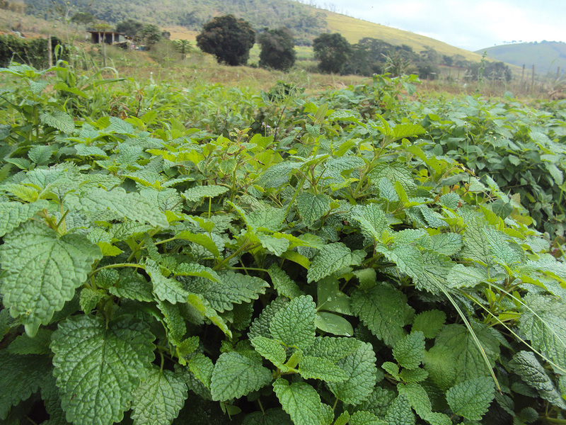 content_folhas_de_melissa_possuem_efeito_ansiolitico_-_edit_Maíra Fonseca_Epamig