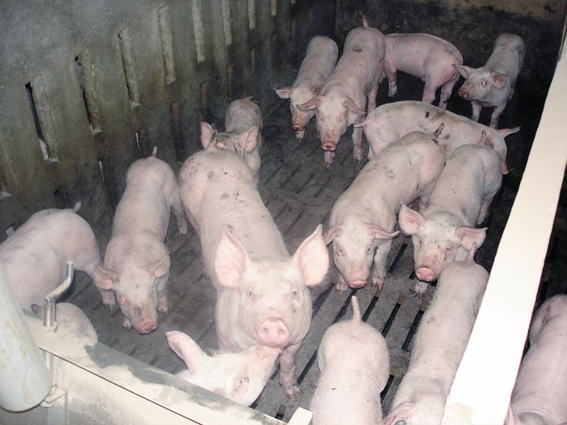 A circovirose atinge os suínos principalmente em criacao de granja- Foto Texto Assessoria