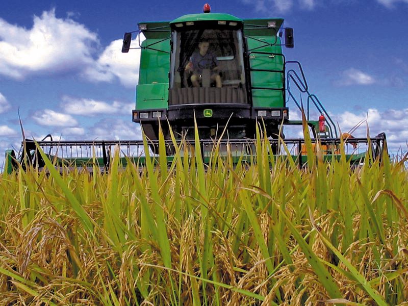 Abertura-Arroz (Colheita)- Foto Irga