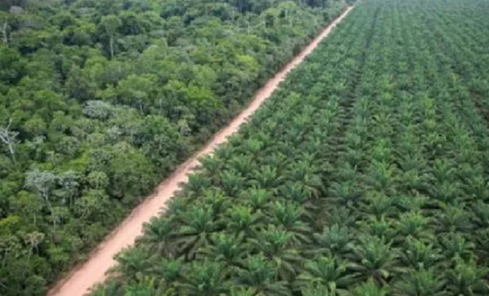 Agropalma-cultivo_CI-orgânicos