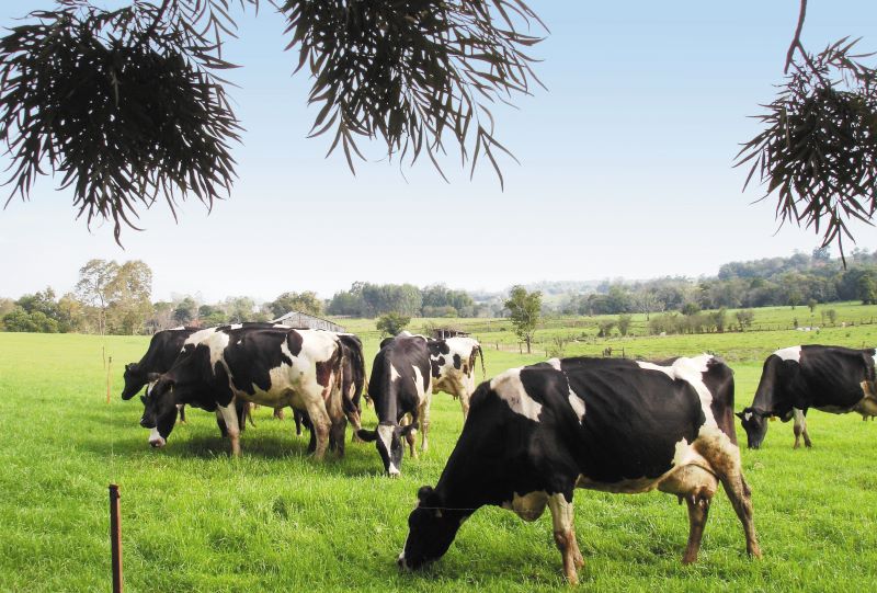 Aníbal de Moraes-1 Universidade Federal do Paraná