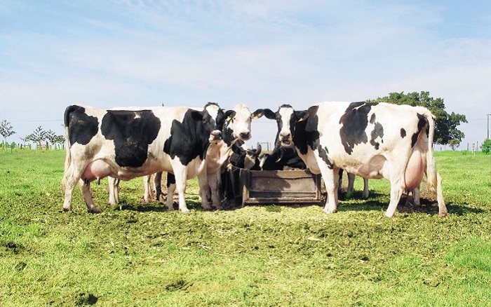 Crédito_Danilo Moreira_Embrapa