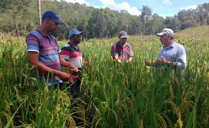 Cultivares_A Lavoura