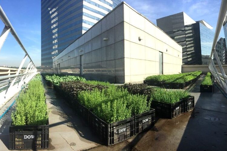 Hortas nos telhados-Plant Fazendas Urbanas